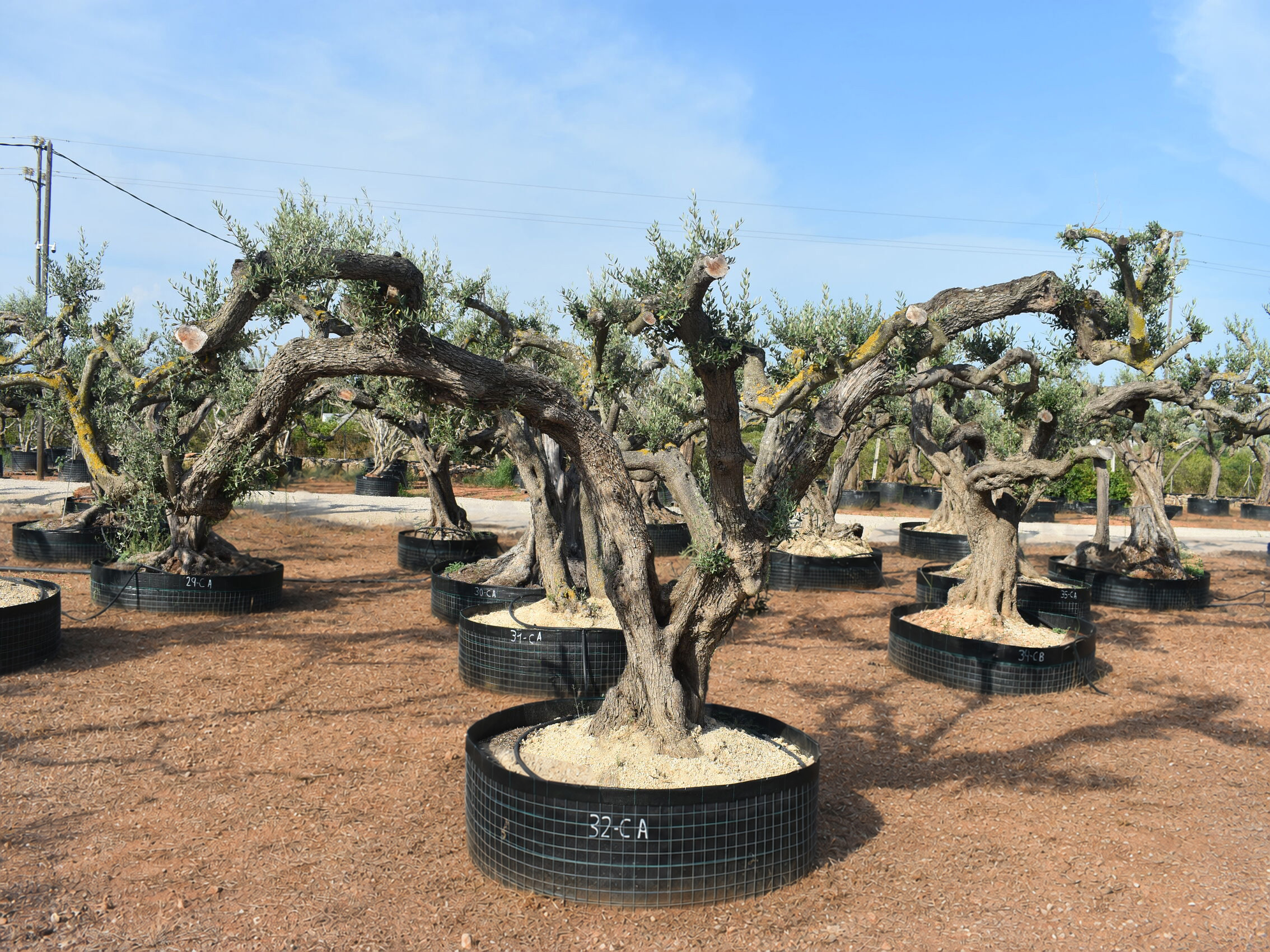 Olivos pequeños