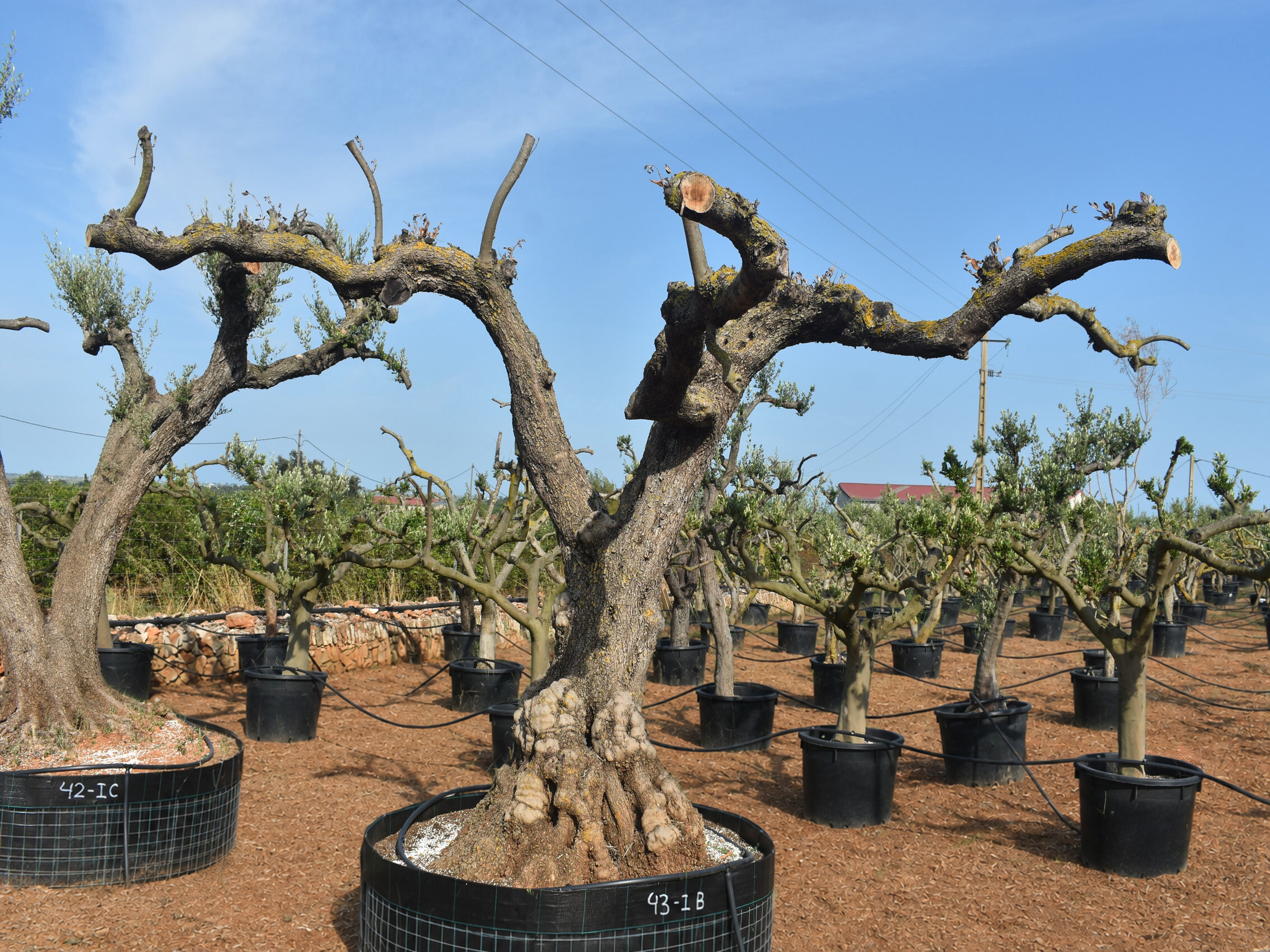 Olivos medianos