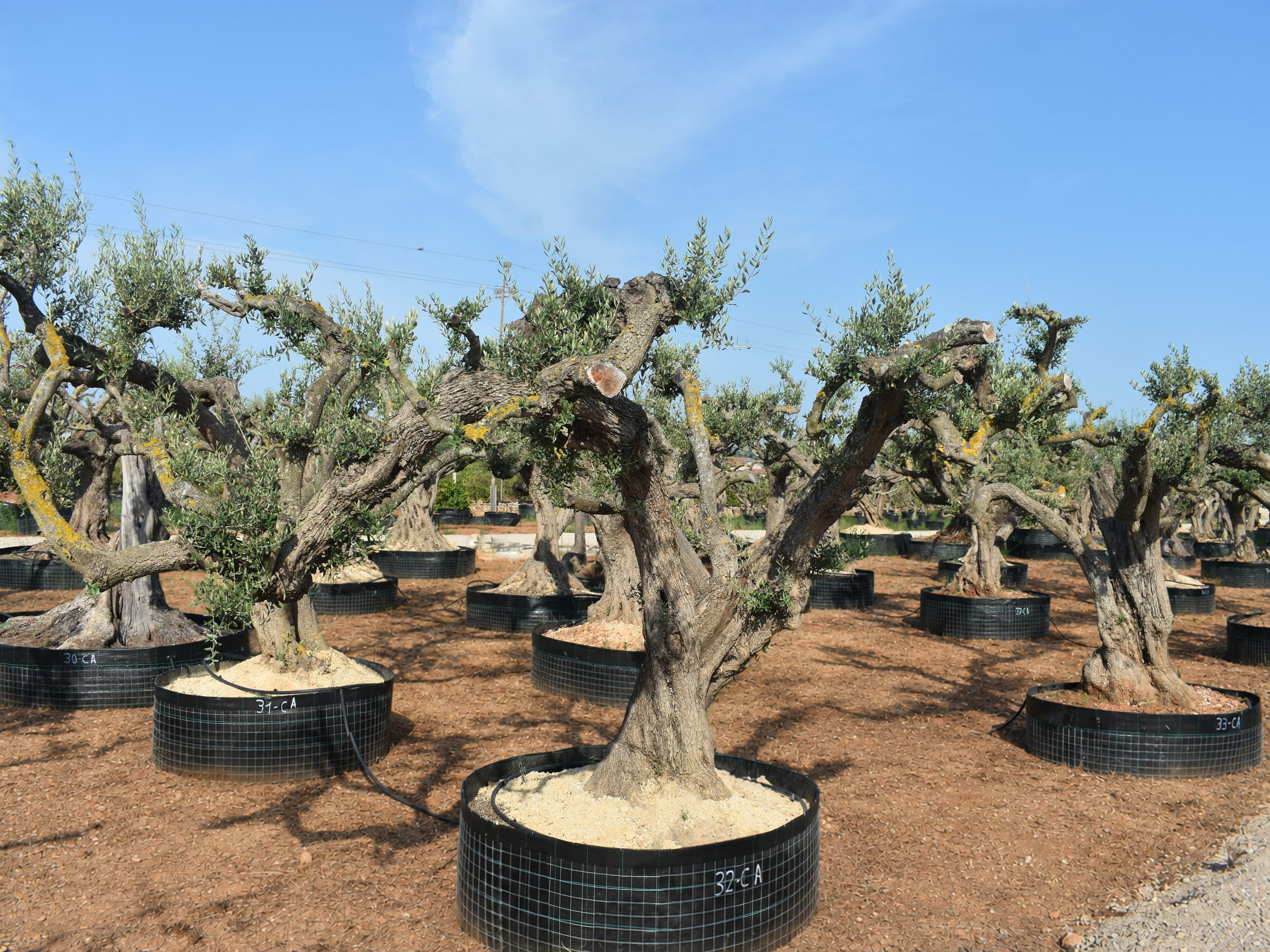Olivos pequeños - vista lateral