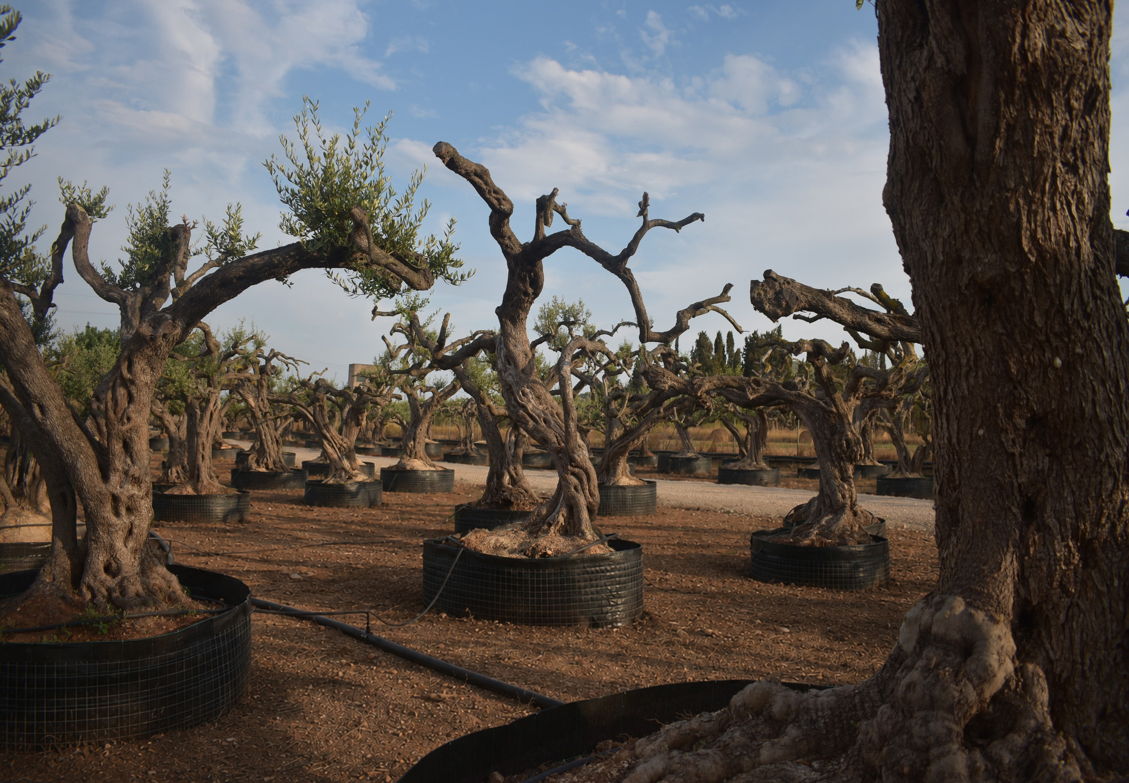 Olivos centenarios en el vivero