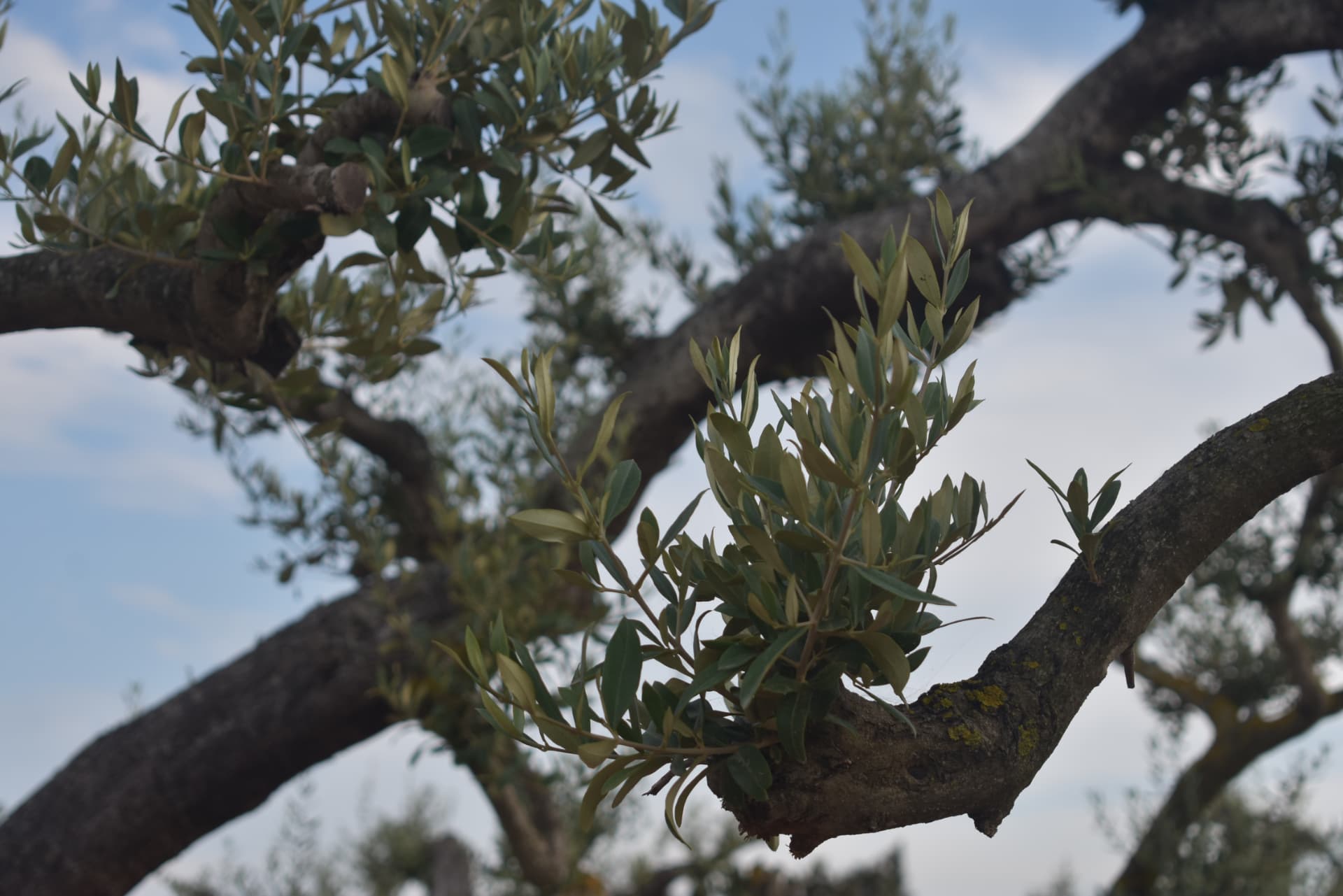 Un vivero mediterráneo